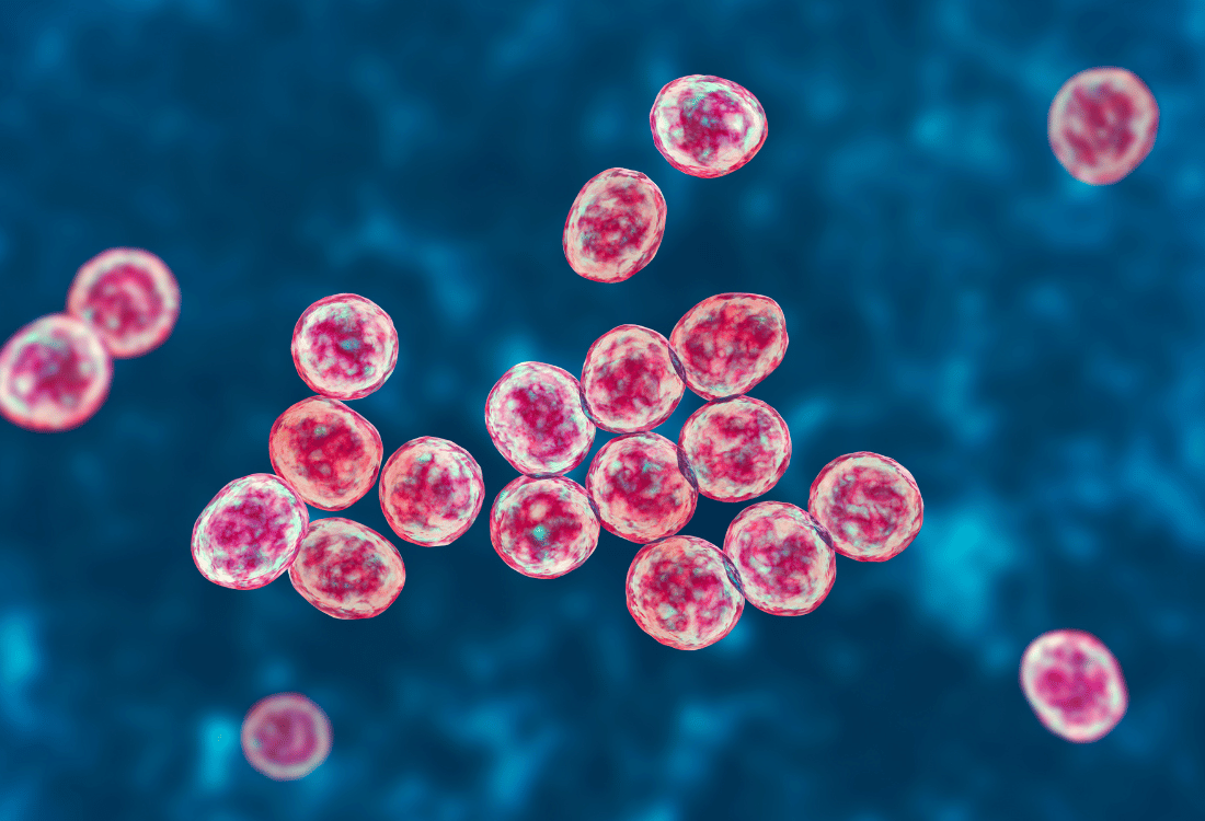 MRSA bacteria illustrating how people become infected with the superbug MRSA in hospitals.